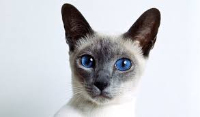 siamese cat colors chart fascinating facts siamese of day