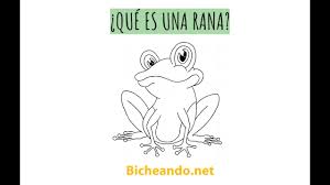14 ejemplos de animales que respiran por la piel. Que Es Una Rana Anfibios Y Reptiles Para Ninos