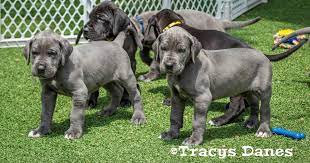 We did not find results for: Illinois Great Dane Breeder Puppies Tracys Danes