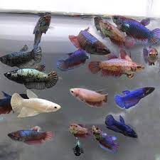 Live betta fish (female) peach & pearl (shiny pearl scales). Female Betta Fighter Fish Size 2 2 5 Inch Rs 50 Piece Kerala Fish4ever Id 22971337030