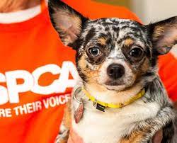 Make a monthly gift today. Donate Monthly Become A Guardian Aspca