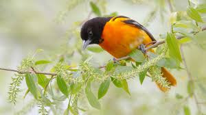 The smallest of north america's orioles, it gleans insects from foliage and builds hanging, pouchlike nests during its brief breeding season, and then heads. Baltimore Oriole Audubon Field Guide