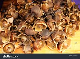 Image result for Merremia tuberosa