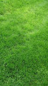 Texture Grass Field Green Iphone 6 Wallpaper Grass Wallpaper Grass Textures Grass