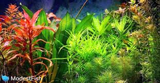 One of the easiest flowering aquatic plants to grow is this hearty african native known as anubias (anubias barteri) or dwarf anubias. 7 Best Floating Aquarium Plants For Beginners 2021 Guide