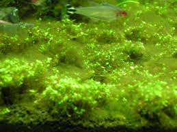 Diatoms Brown Algae Fish Tank Algae Diatom