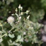 Image result for Pseudoconyza viscosa