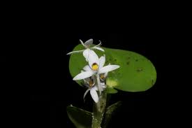 Image result for Heteranthera callifolia
