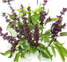 Image result for Ocimum angustifolium