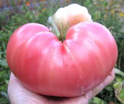 Benefits of using heirloom seeds. Best Heirloom Tomato Varieties Crafty For Home