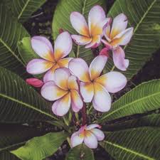Myfavoriteflower Frangipani Flowers Flower Petal Petals Nature Beautiful Love Pretty Plants Blossom Sopretty Summer F Plumeria Frangipani Blossom