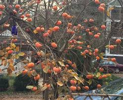 Gold/yellow orange red/burgundy fruit value to gardener: Growing Persimmons Triangle Gardener Magazine