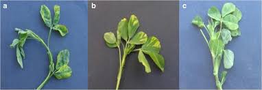 Image result for Alfalfa mosaic virus