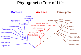 In Biology Trees Are Very Important So Are Trees Of A More Abstract Sort Phylogenetic Trees Describe The History Of Phylogenetic Tree Tree Of Life Life Map
