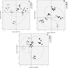 Image result for Anisophyllea boehmii