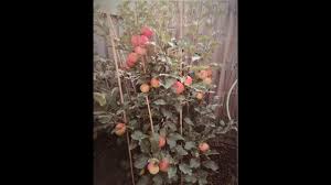 Pink lady apple tree sprout. How To Grow An Apple Tree From Seed At Home Pink Lady Apples Youtube