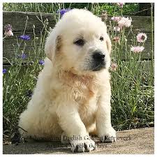An english cream golden retriever will generally live 11 to 12 years. Silversword English Golden Retrievers Silversword Akc Registered English Golden Retrievers