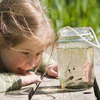 Video: Chuột 'tung cước' đá rắn chuông kịch độc theo phong cách ninja