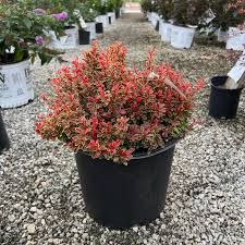 Image result for Barberry