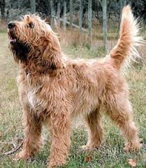 This Noble Hound Breed Can Be Traced Back To The 1100 S They Where Once A Favorite Dog Of The Hunt And Were Used In Pack Rare Dog Breeds Rare Dogs Otterhound