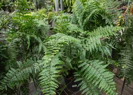 Image result for Nephrolepis biserrata