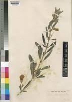 Image result for Sesamum schinzianum