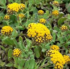 Image result for Helichrysum pawekiae