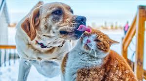 Sincin Cin De Kedi Kopek Etini Yasaklayan Ilk Sehir Oldu