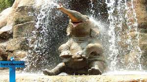 Thundersnow commented 4 years ago. Top 20 Funny Cute Baby Elephant A Cute And Funny Baby Elephant Videos Cute Baby Elephant Happy Elephant Elephant Pictures