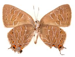 Image result for Liparis harketii