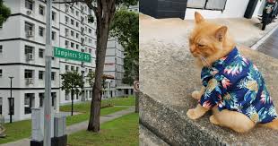 Product titlemade in hawaii men's hawaiian shirt aloha shirt pink. Cat In Hawaiian Shirt Spotted Chilling In Tampines Owner Sought Mothership Sg News From Singapore Asia And Around The World
