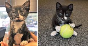We took her on a long trip in a minivan and she just found her when we moved over the summer to a city 9 hours away, we had to bring our other cat who was not used to the car. Witnesses Saved Kitten Thrown Out Window Of Moving Car