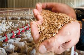 Image result for poultry feed