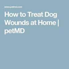 How To Treat Dog Wounds At Home Petmd Dog Wound Wounds Dog Medicine