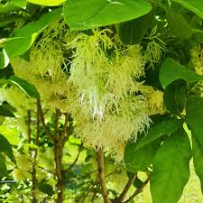 Image result for Chionanthus foveolatus