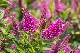 Image result for shrubby veronica hebe