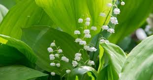 Pourquoi ne pas offrir ou s'offrir des brins de muguets ! Muguet Du 1er Mai 5 Choses A Savoir Sur Ce Porte Bonheur Positivr