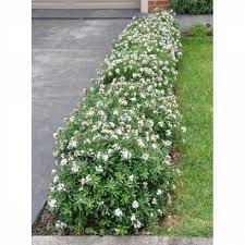 Remains evergreen in temperatures above 0° fahrenheit; Daphne Eternal Fragrance Buy Daphne Eternal Fragrance Daphne Transatlantica