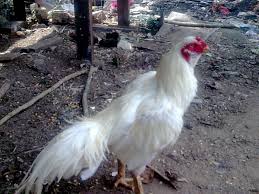 Filosofi hitam putih foto boleh hitam putih tetapi hidup tidak. 11 Gambar Ayam Bangkok Berkelas Paling Dicari Pecinta Unggas