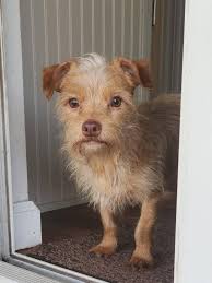 Saving Beagle Puppy Hayden from Mohawk River and Finding New Home