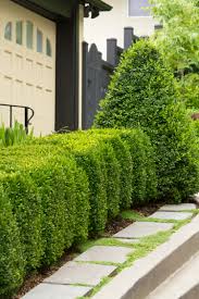 green mountain boxwood monrovia green mountain boxwood