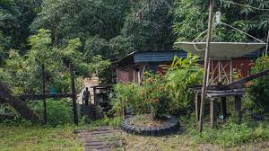 Image result for Hydrostachys insignis