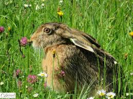 Hase Im Garten In 2020 Gartenkunst Wildkaninchen Garten