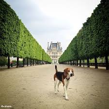 photo of the day lost dog jardin des tuileries paris losing a dog paris photo