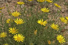 Image result for Hirpicium bechuanense