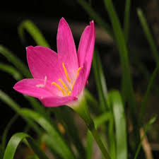 Different types of lily flowers in india. Lilies Plantslive