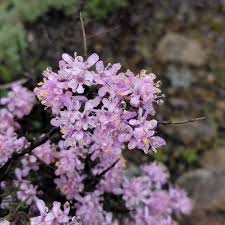 Image result for Selago viscosa