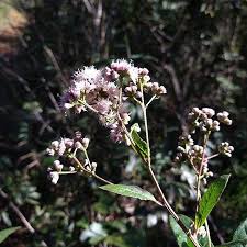 Image result for Vernonanthura polyanthes
