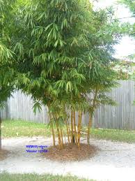 Image result for Bambusa vulgaris