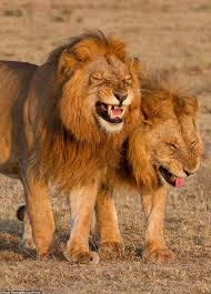 10 short clean jokes that will make you laugh so hard. Lions Think They Are Funny But Aren T You Can Frequently See Them Laughing At Their Own Jokes Shittyanimalfacts